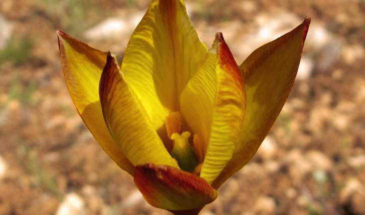 Tulipa sylvestris subsp. australis (Link) Pamp., 1914