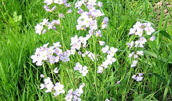 Cardamine pratensis (L., 1753)
