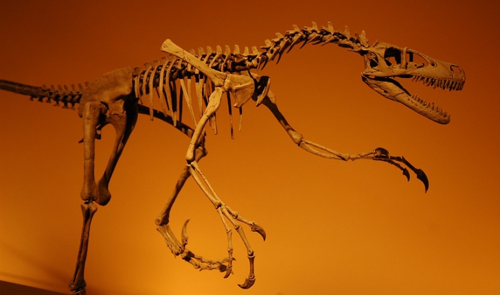 Vélociraptor