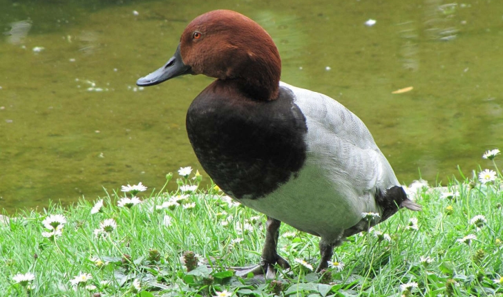 Aythya ferina (Linnaeus, 1758)