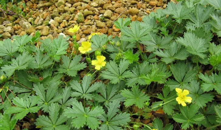 Potentilla verna L.