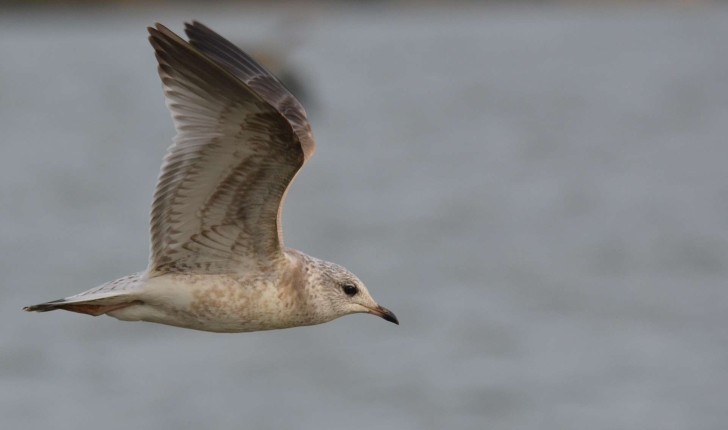 Larus canus Linnaeus, 1758