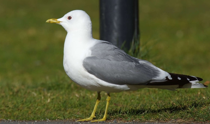 Larus canus Linnaeus, 1758
