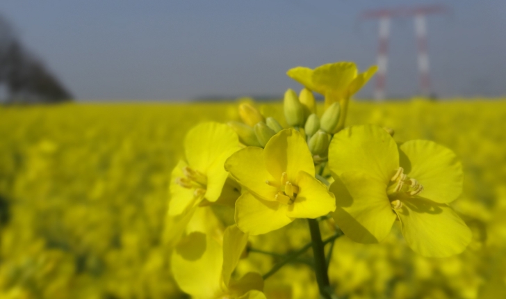 Brassica napus L.