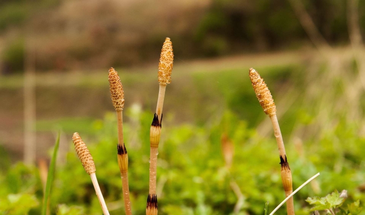 Equisetum arvense L., 1753