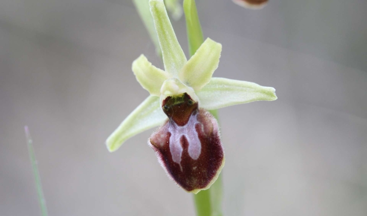 Ophrys aranifera Huds.