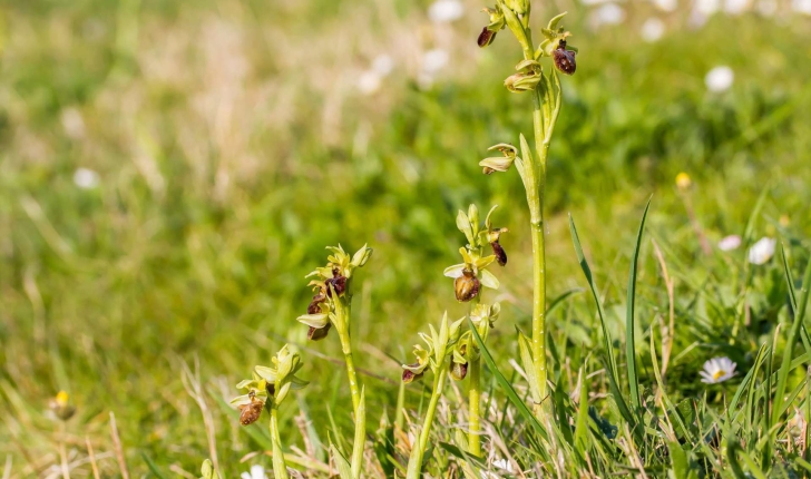Ophrys aranifera Huds.