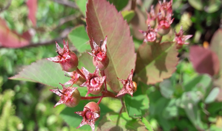 Amelanchier leavis (Wiegand, 1912)