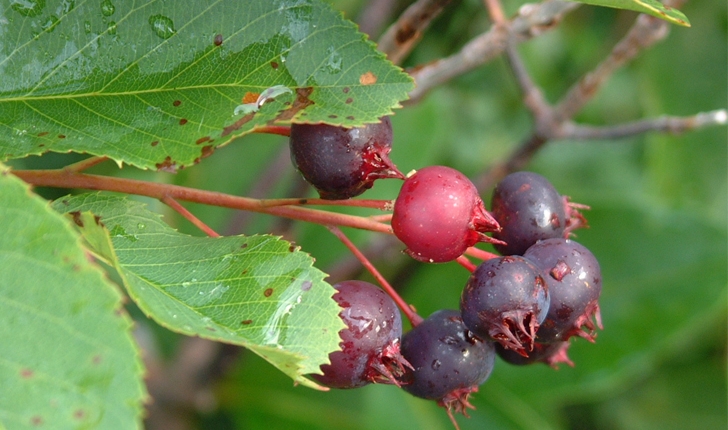 Amelanchier leavis (Wiegand, 1912)