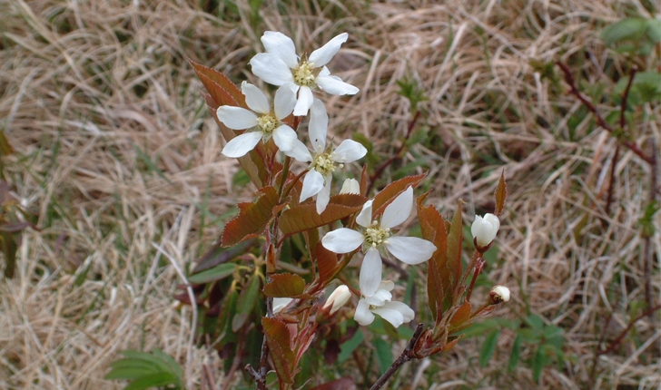 Amelanchier leavis (Wiegand, 1912)