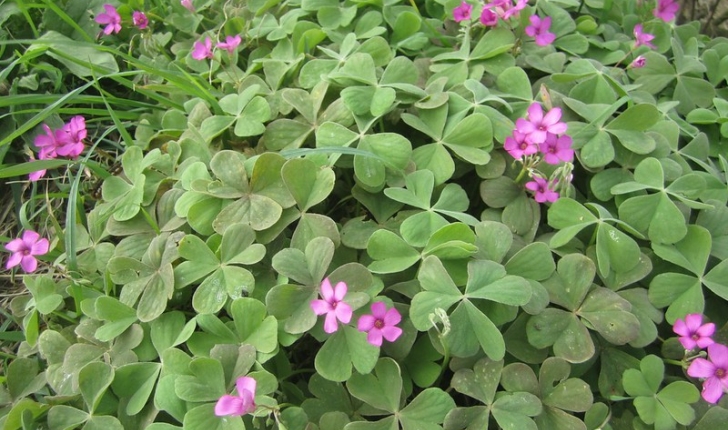 Oxalis articulata