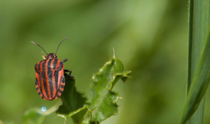 Graphosoma italicum (Müller, 1766)