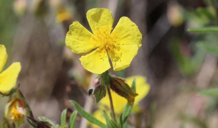 Helianthemum nummularium (L.) Mill., 1768