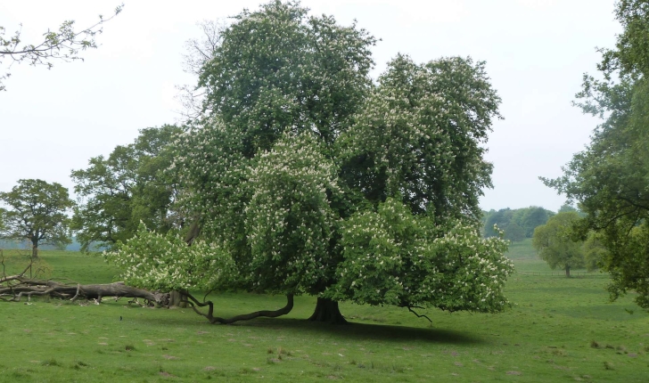 Aesculus hippocastanum 
