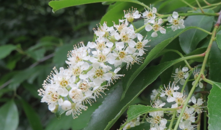 Prunus serotina