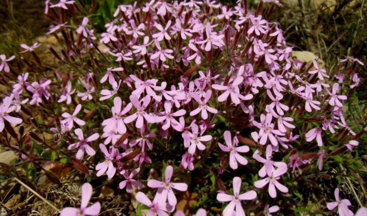 Saponaria ocymoides L., 1753