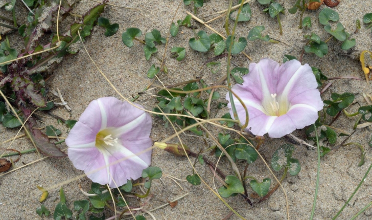 Convolvulus sp (L., 1753)