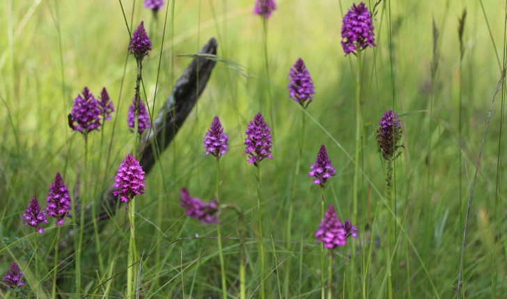 Anacamptis pyramidalis (L.) Rich., 1817