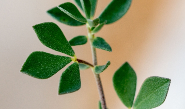Lotus cytisoides