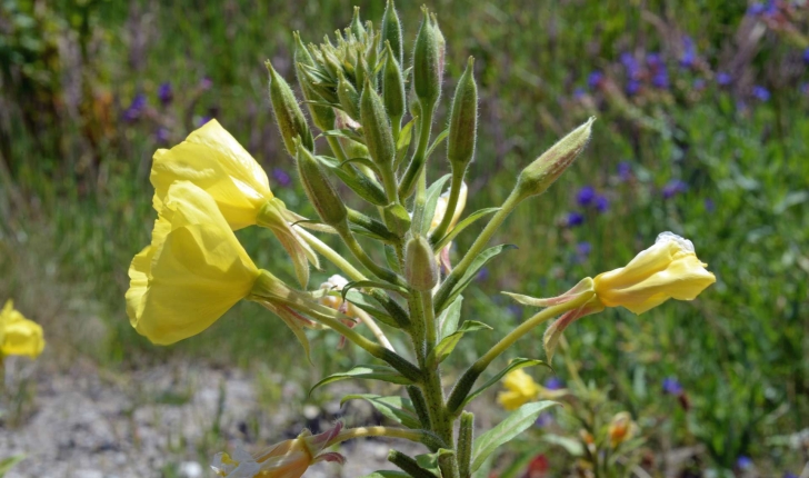 Oenothera biennis (L., 1753)