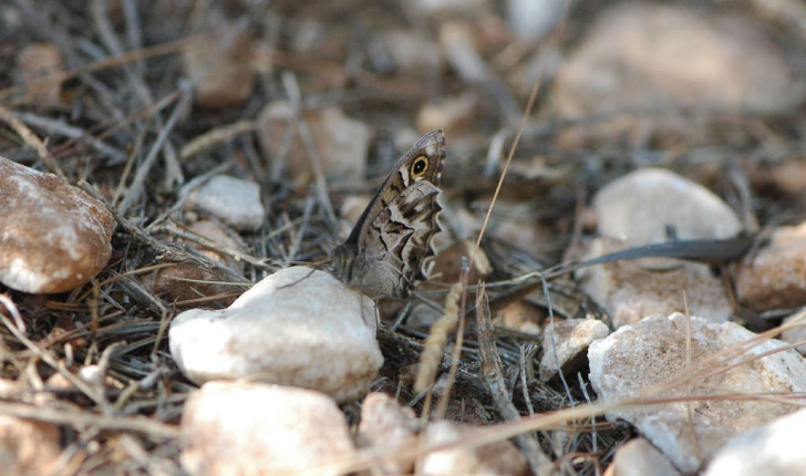 Hipparchia fidia (Linnaeus, 1767)