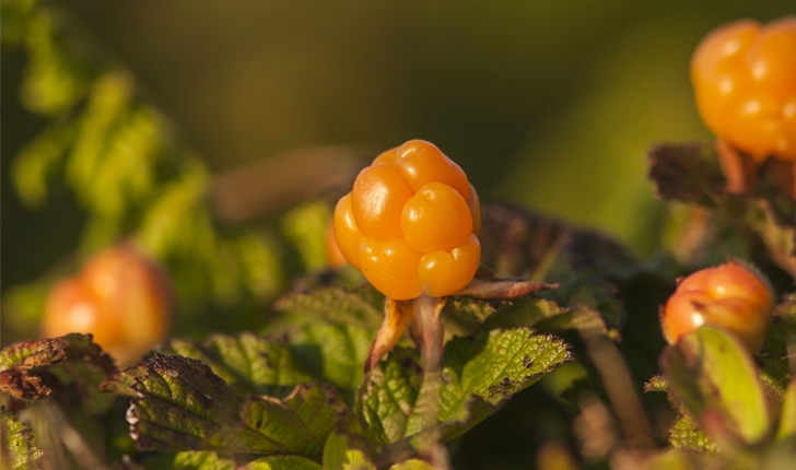 Rubus chamaemorus (L., 1753)