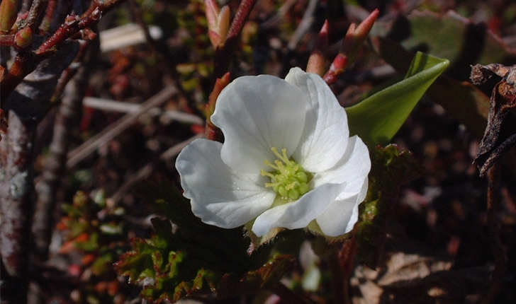 Rubus chamaemorus (L., 1753)