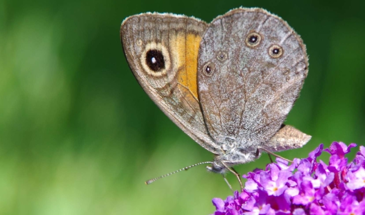 Lasiommata maera (Linnaeus, 1758)