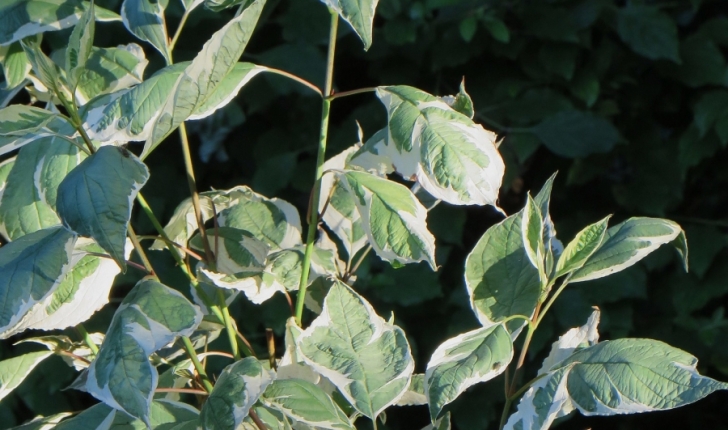 Cornus controversa