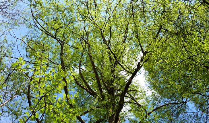 Metasequoia glyptostroboides