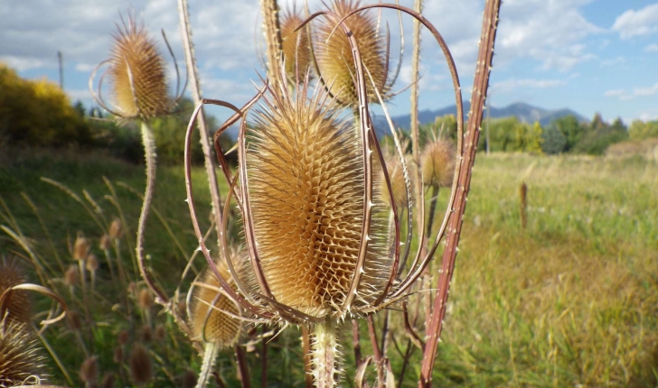 Dipsacus fullonum L., 1753