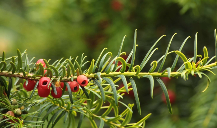 Taxus baccata L., 1753