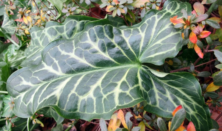 Arum italicum (Mill., 1768)