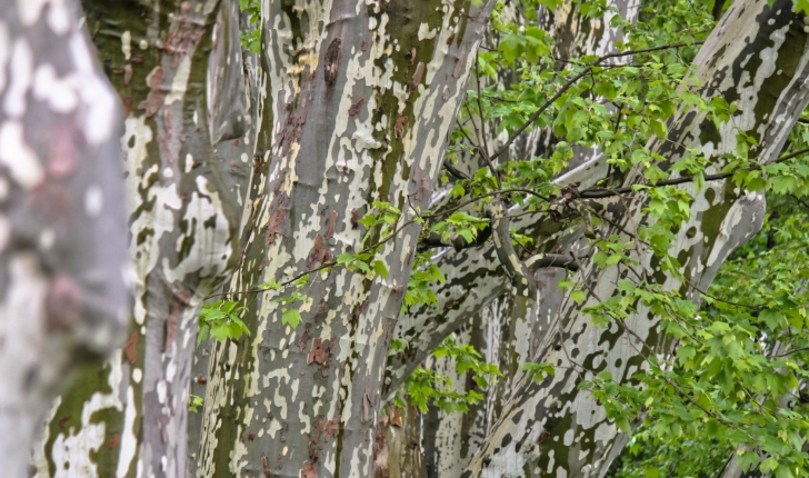 Planatus x acerifolia