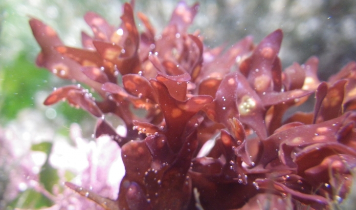 Rhodophyta Wettstein