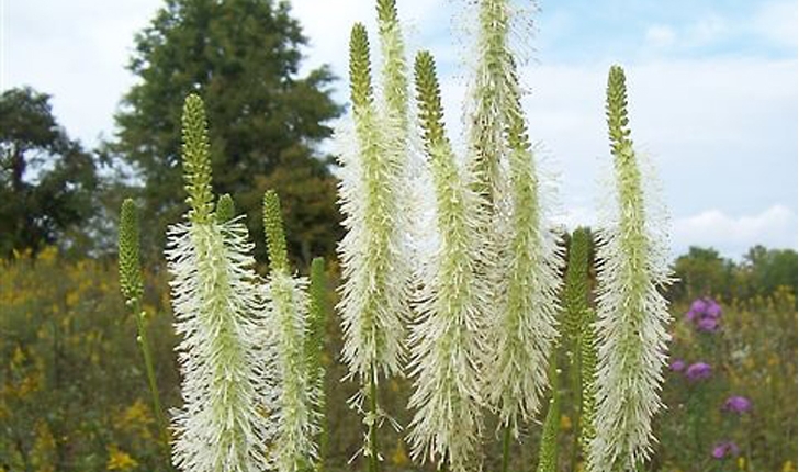 Sanguisorba canadensis (L., 1753)