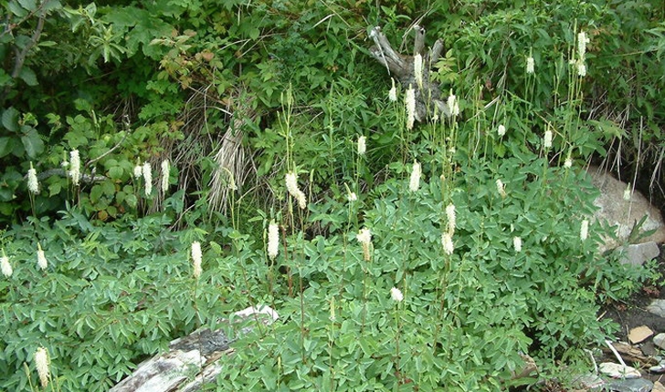 Sanguisorba canadensis (L., 1753)