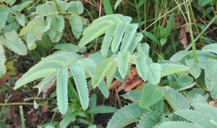 Sanguisorba canadensis (L., 1753)