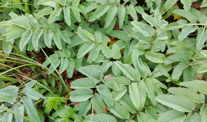 Sanguisorba canadensis (L., 1753)