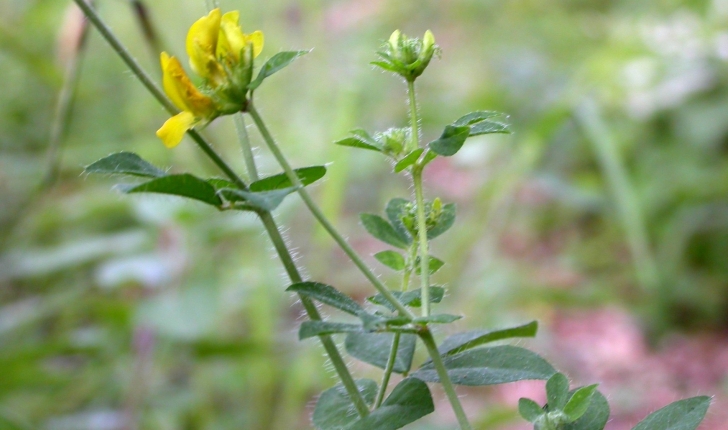 Lotus pedunculatus
