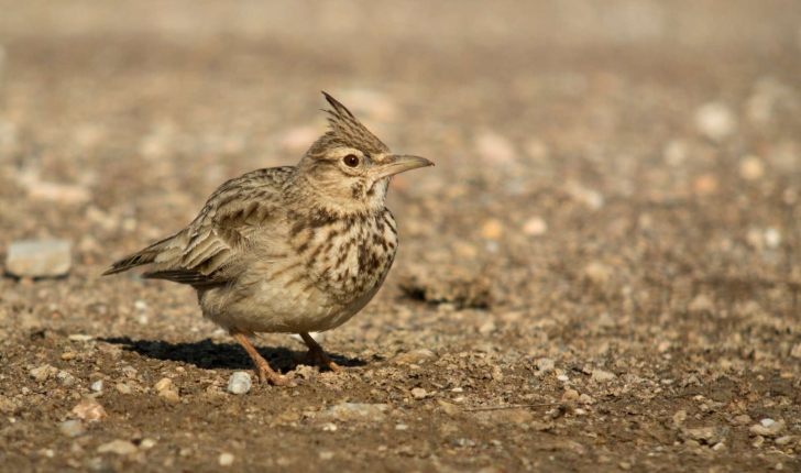 Cochevis huppé (Crédits : Frank Vassen)