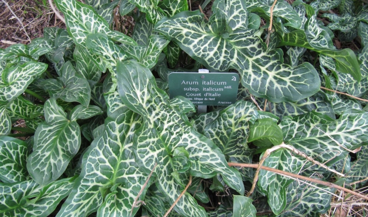 Arum italicum (Mill., 1768)