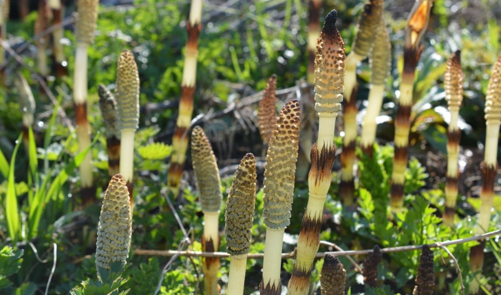 Equisetum arvense L., 1753