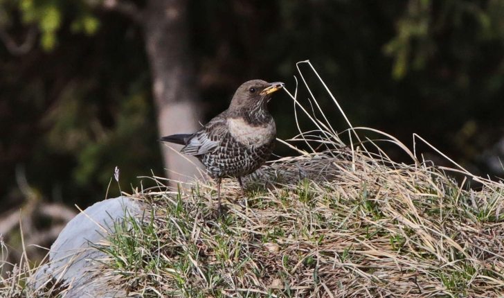 Turdus torquatus (Linnaeus, 1758)