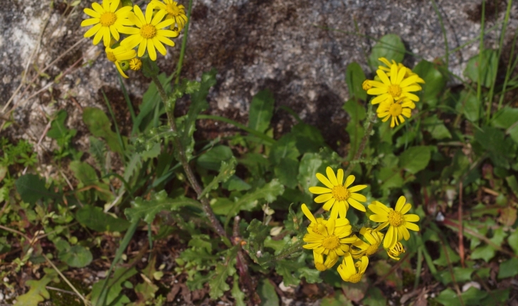 Senecio leucanthemifolius Poir