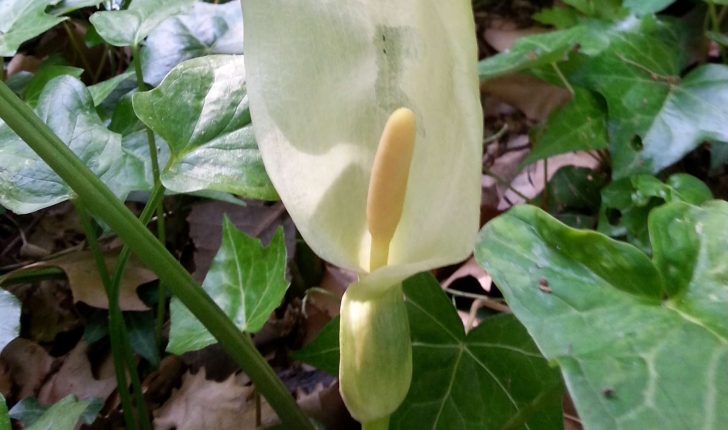 Arum italicum (Mill., 1768)