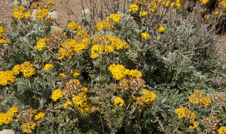 Senecio cineraria (A. Pyr. De Candolle, 1805)