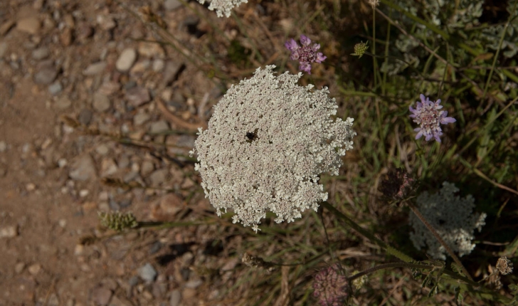 Daucus carota (Linné, 1753)