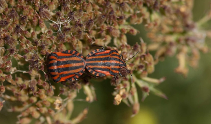 Graphosoma italicum (Müller, 1766)