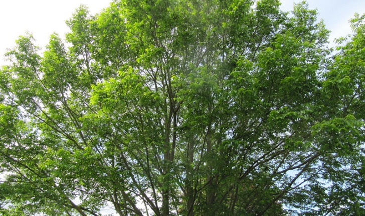 Pterocarya fraxinifolia 